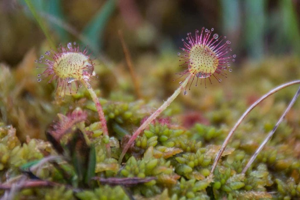 Sundew 2-1