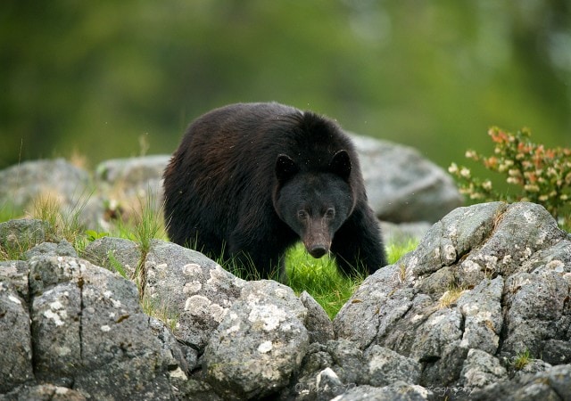 Seemingly oblivious to the insects swarming around him, a black bear gives us a good look over.