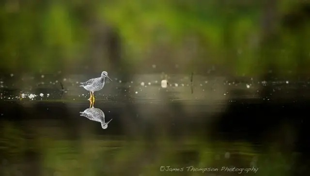 A yellow legs considers its reflection.