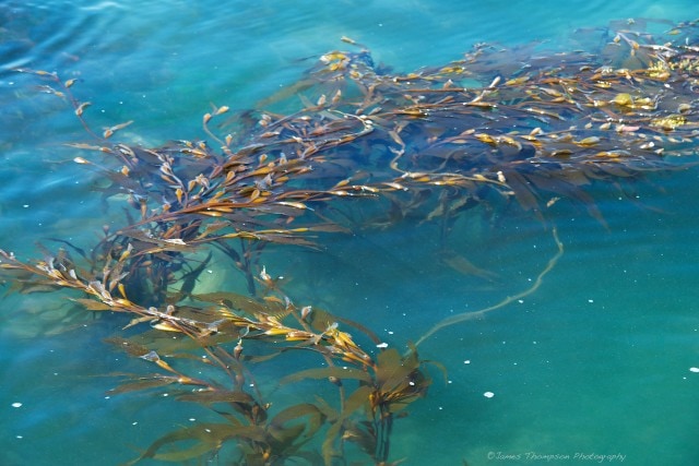 A fairly non descript strand of kelp...