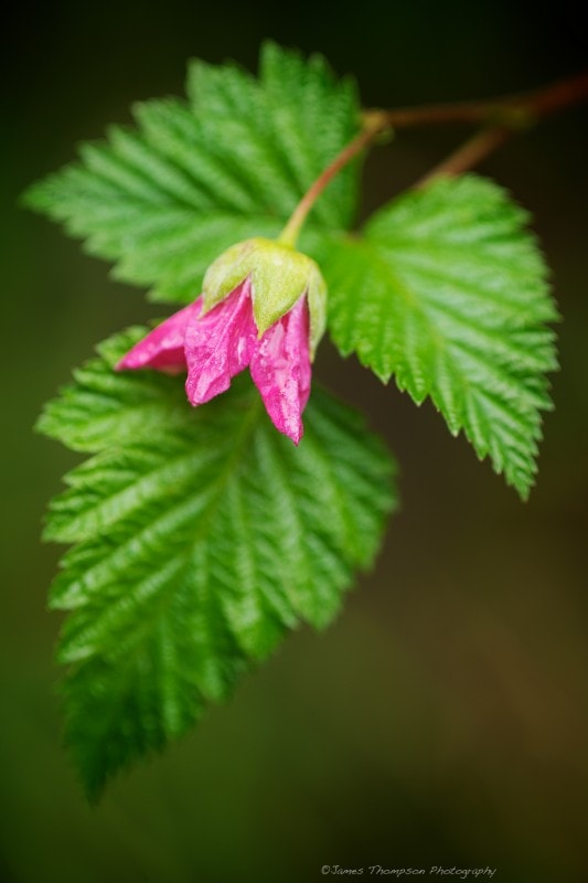 A salmonberry bloom; these early bloomers are an important source of food for returning hummingbirds.