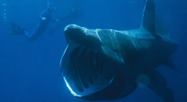 Basking shark_Wiki_resized