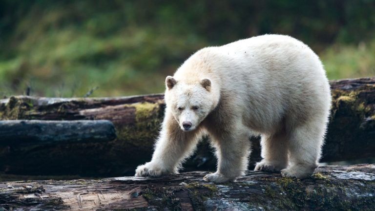 spirit-bear-kermode-great-bear-rainforest-british-columbia