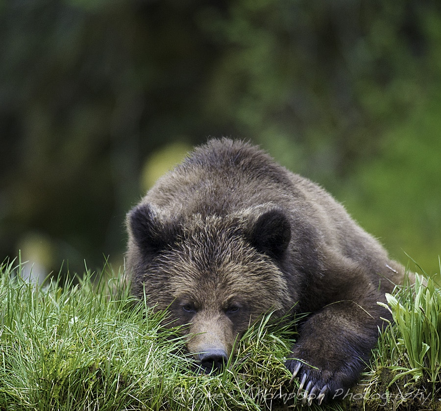 Even the biggest bears need a rest once in while.