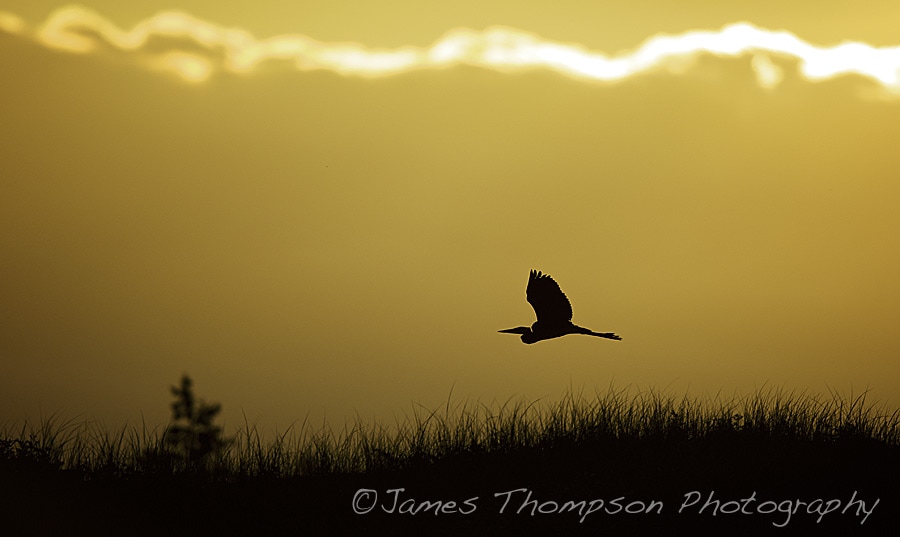 Great blue heron silhouetted on a sunset flight.