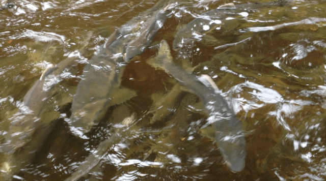 Spawning Salmon