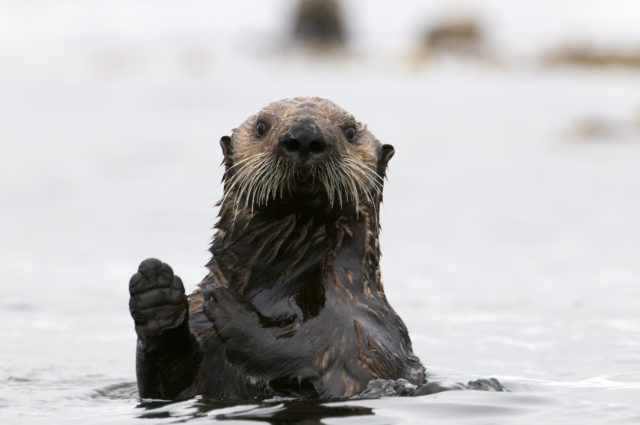 Sea Otter in Pacific Rim National Park
