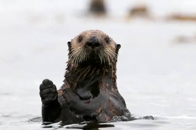 Sea Otter in Pacific Rim National Park