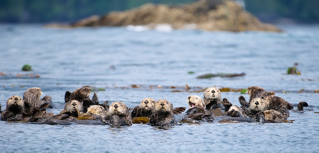 Otter raft - West Coast Vancouver Island