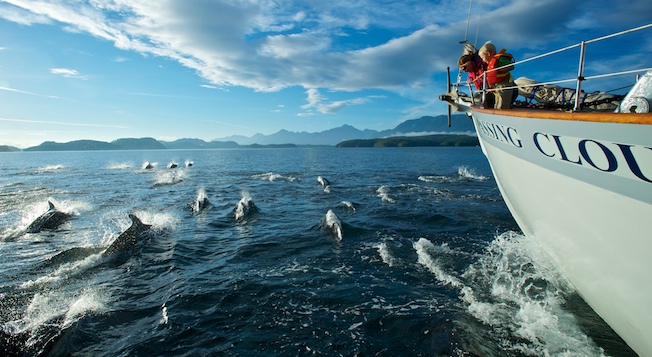 Dolphins at Dawn - Blackfish Sound