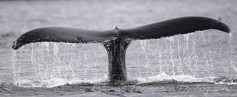 Way too close for comfort! Humpback whale, Johnstone Strait, BC.