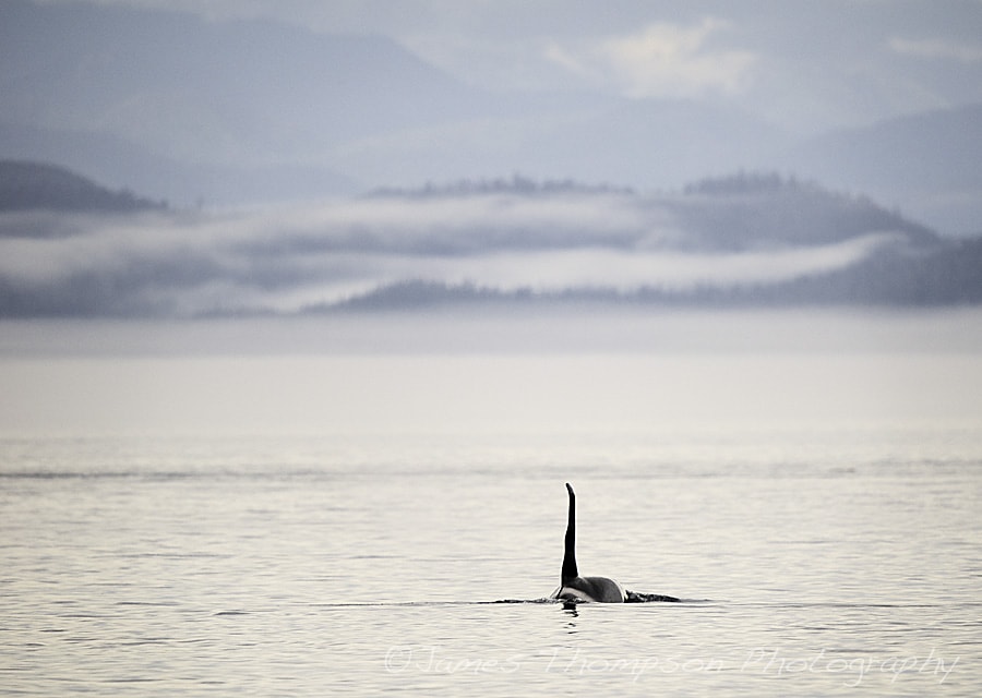 Male orca (killer whale), Johnstone Strait, BC.