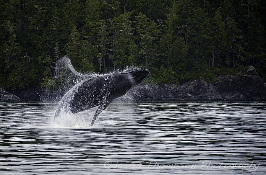Breaching humpback whale. Johnstone Strait, BC.