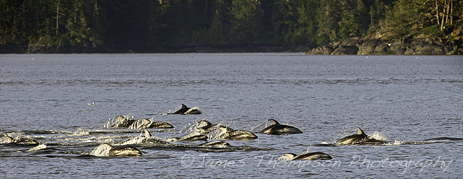 Pacific whitesided dolphins foraging in early morning sunlight. Johnstone Strait, BC.