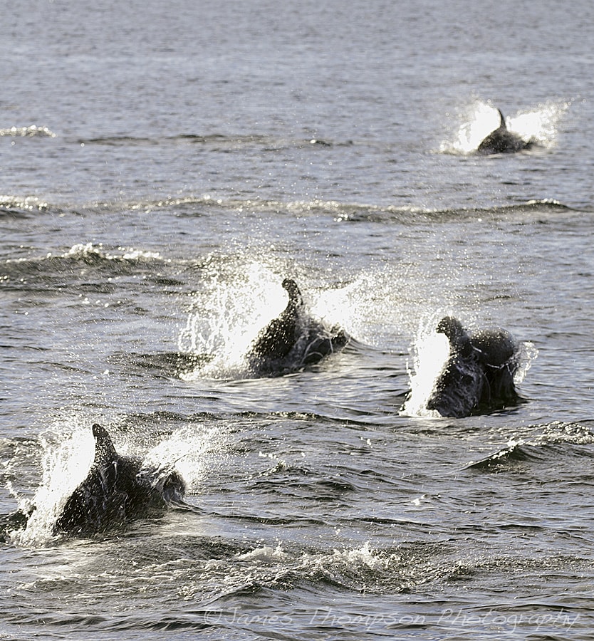 Pacific whitesided dolphins back lit by early morning sun. Johnstone Strait, BC.