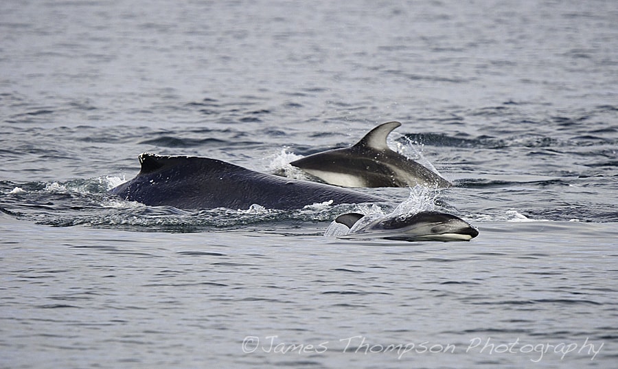 Pacific whitesided dolphins harassing a humpback whale. Johnstone Strait, BC.
