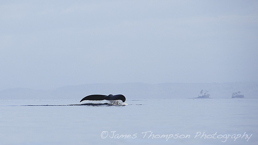 Humpback whale. Johnstone Strait, BC.