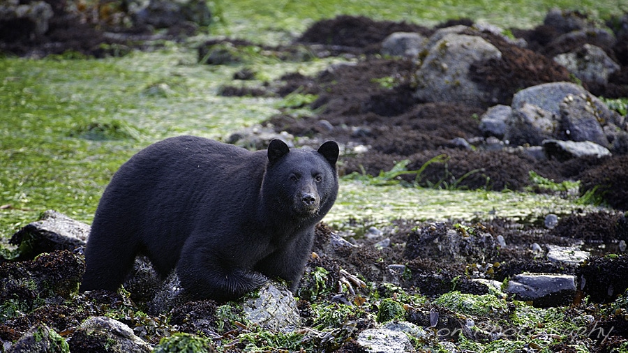 Black bear foraging at low tide. Johnstone Strait, BC.