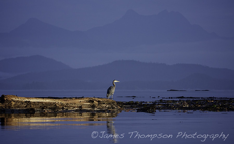 Great blue heron posing in beautiful sunrise light. Johnstone Strait, BC.