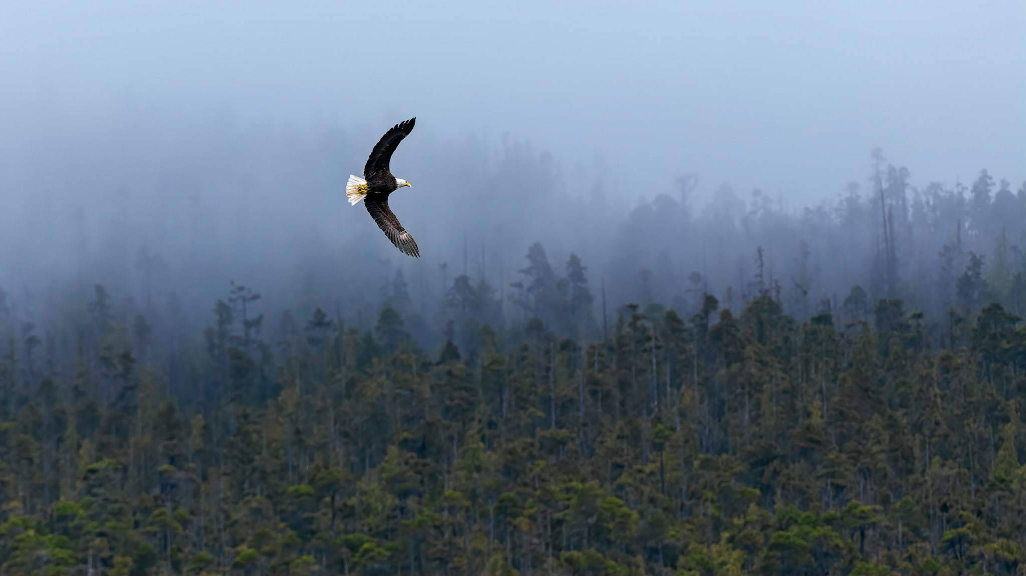 bald-eagle-soaring-over-rainforest-barkley-sound