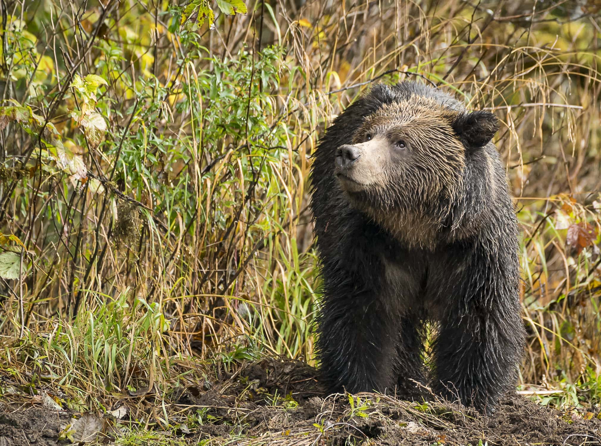 grizzly-bear-rainforest-outer-shores-expeditions