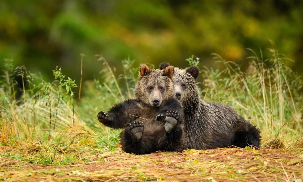 Momma-grizzly-and-cub-great-bear-rainforest