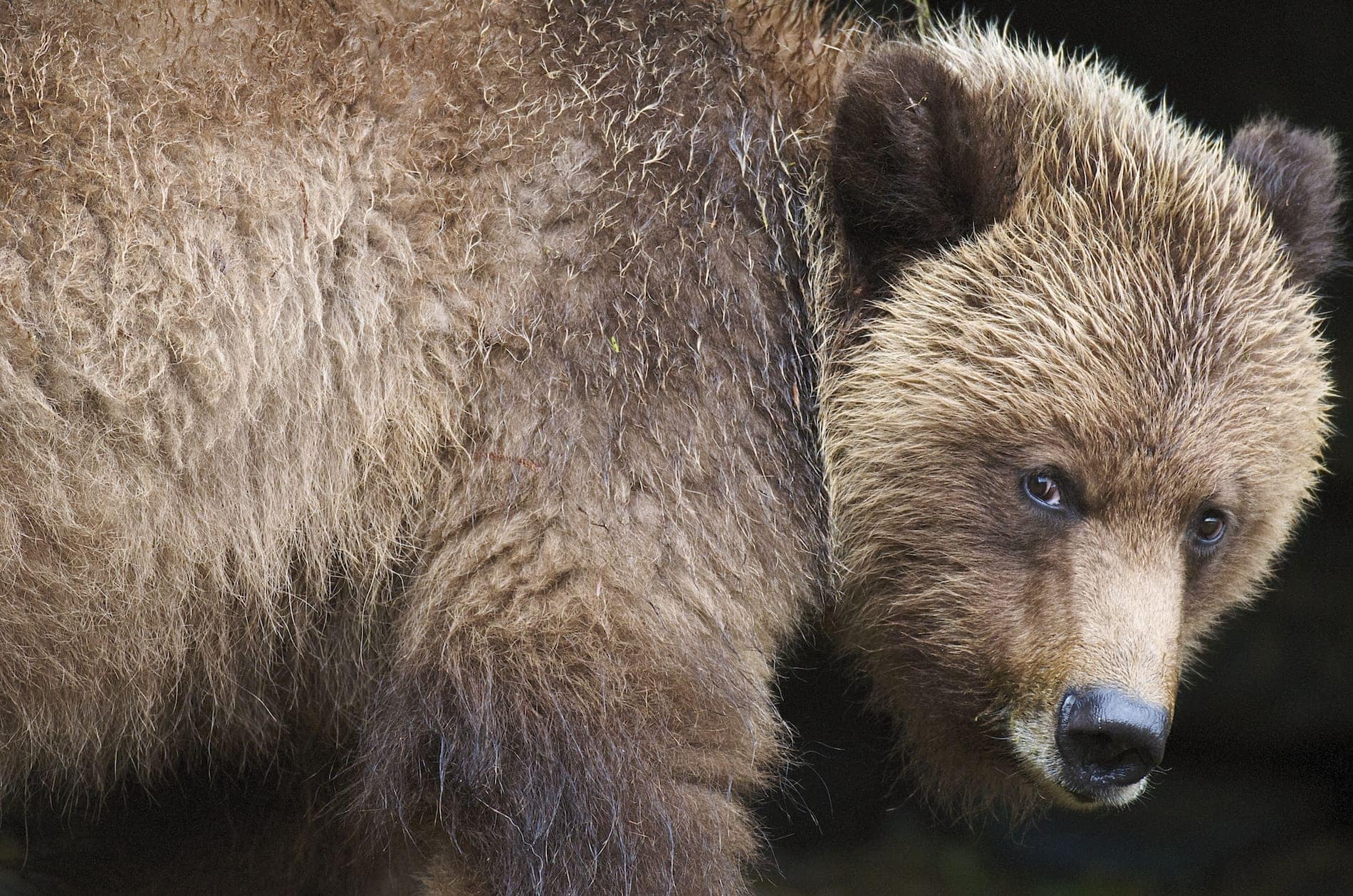 Photo: Grizzly Bear Close Up  | Credit: James Thompson