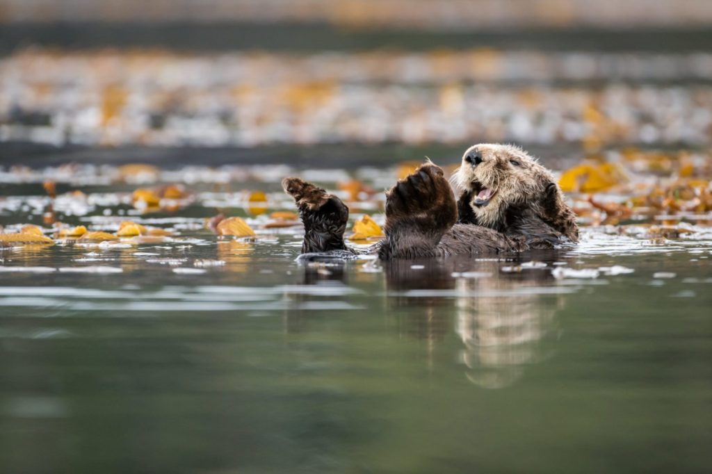 sea-otter-floating-in-kelp-credit-west-coast-vancouver-island