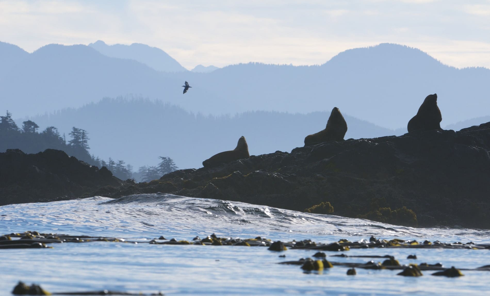 silhouettes-of-sea-lions-along-rocky-shores-barkley-sound-pacific-rim