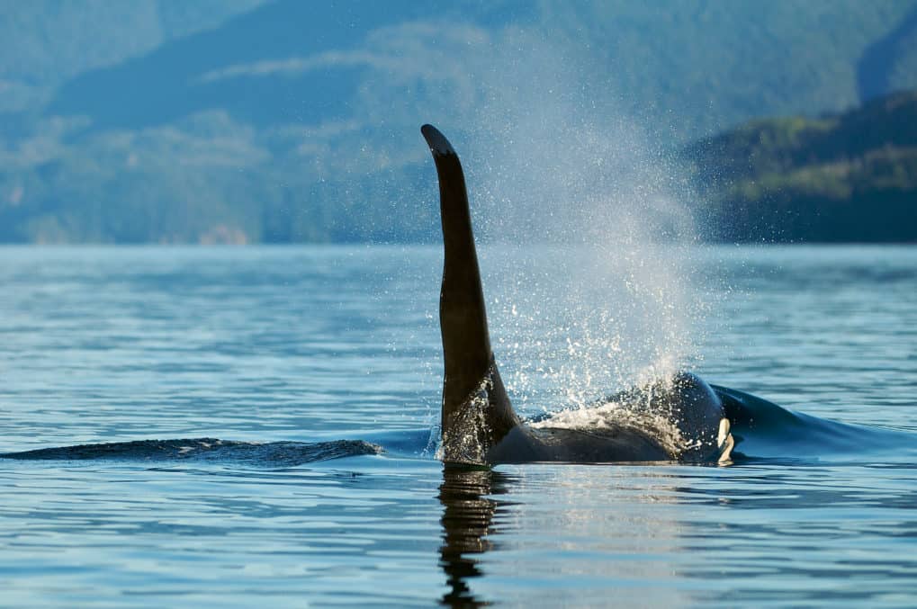 Creature Feature: Killer Whales - Outer Shores Expeditions
