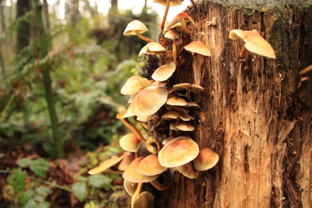 Photo: Wild mushrooms of British Columbia