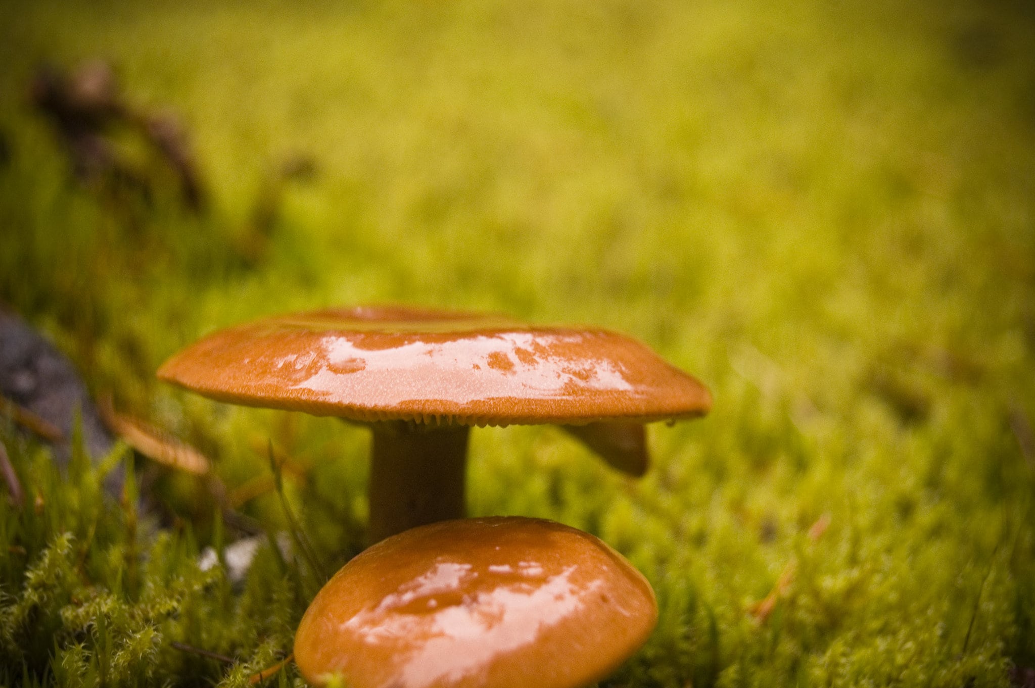 Photo: Wild mushrooms of British Columbia