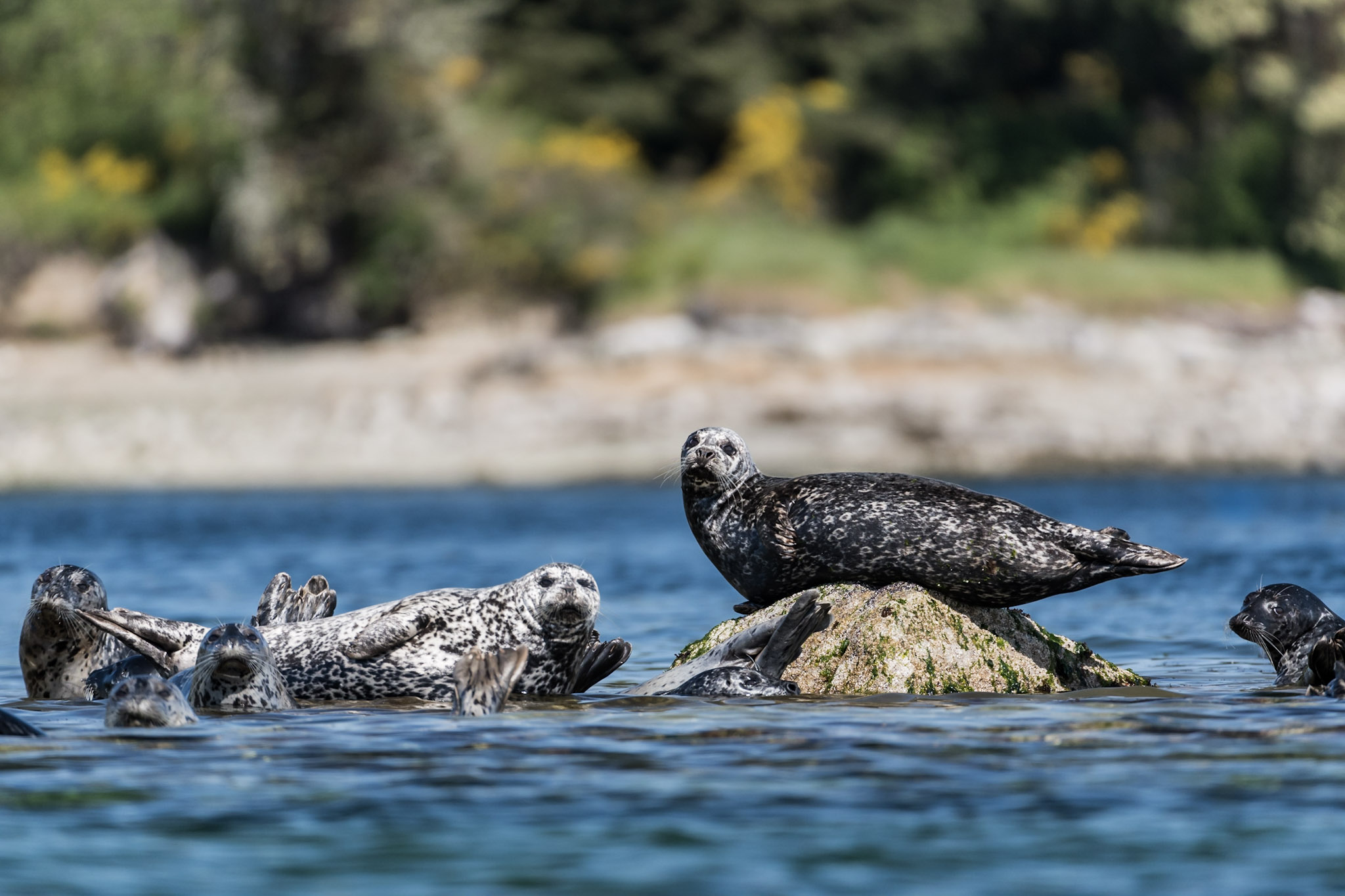 Salish Sea Harbour Seals | Credit: James Thompson Photography