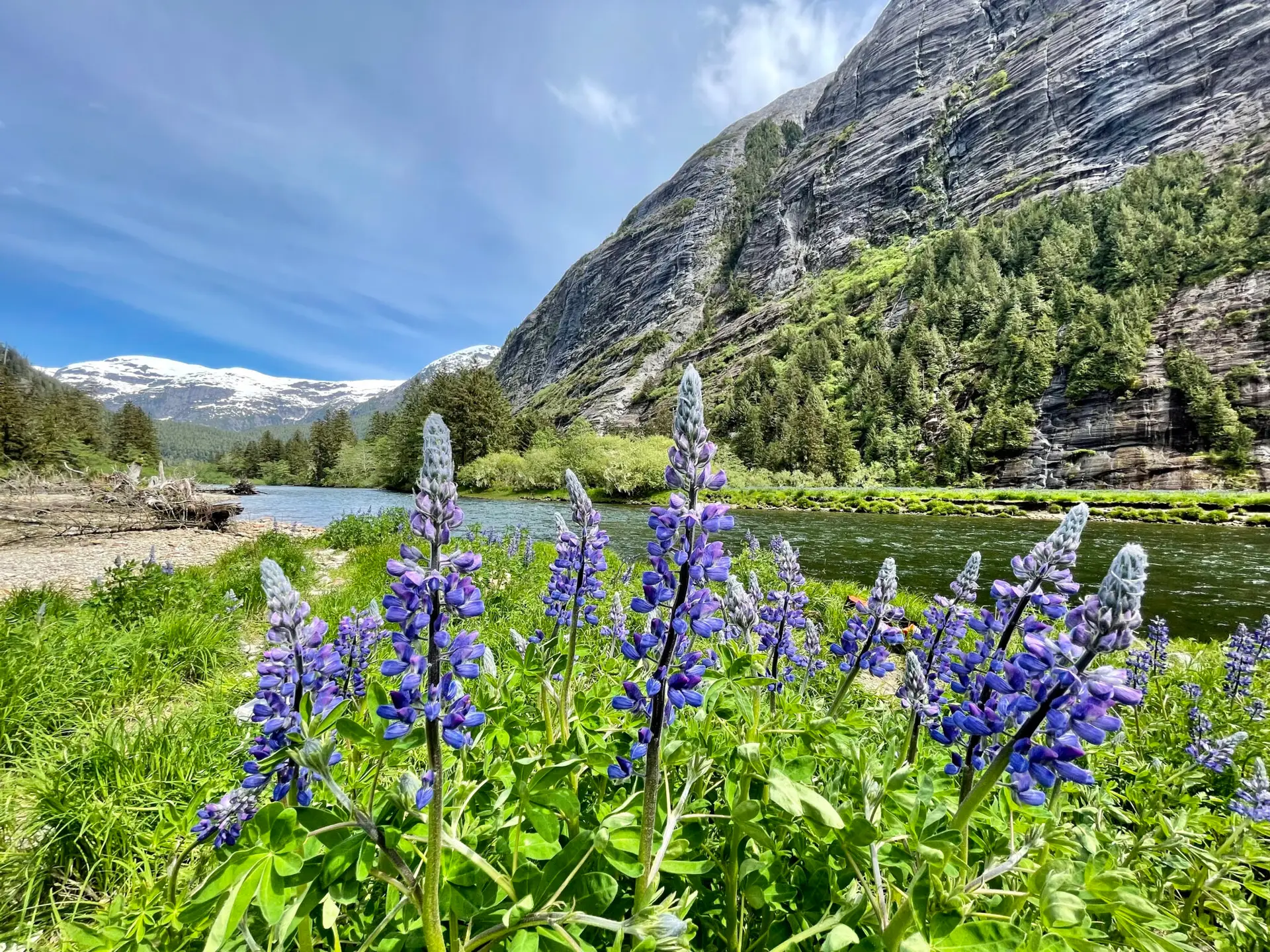 Lupins in Fiordland | Credit: Russell Markel