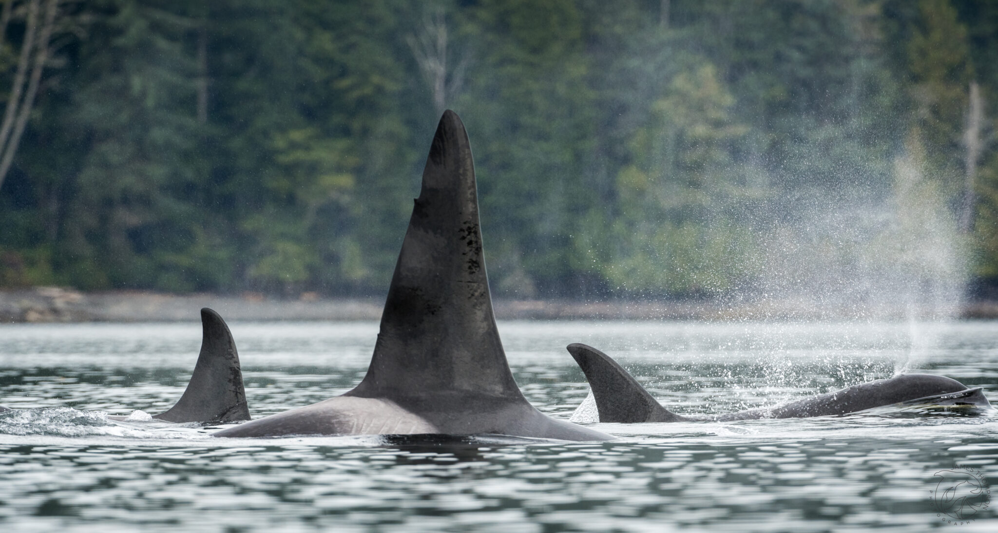 Transient Killer Whales | Credit: James Thompson Photography