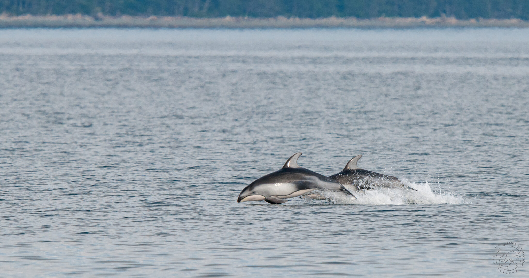 Pacific White-Sided Dolphins | Credit: James Thompson Photography