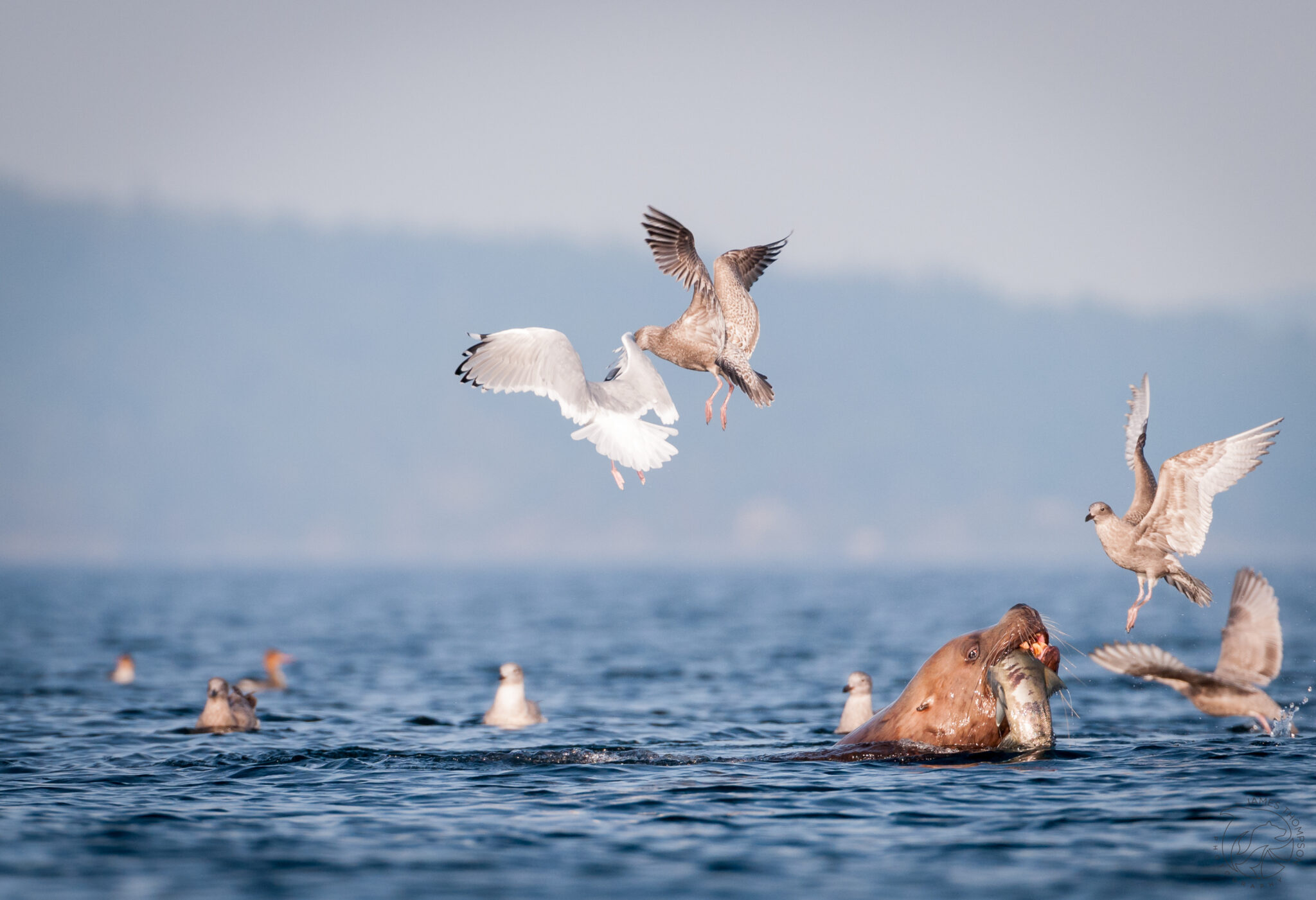 Sea Lion, Salmon, Gulls | Credit: James Thompson Photography
