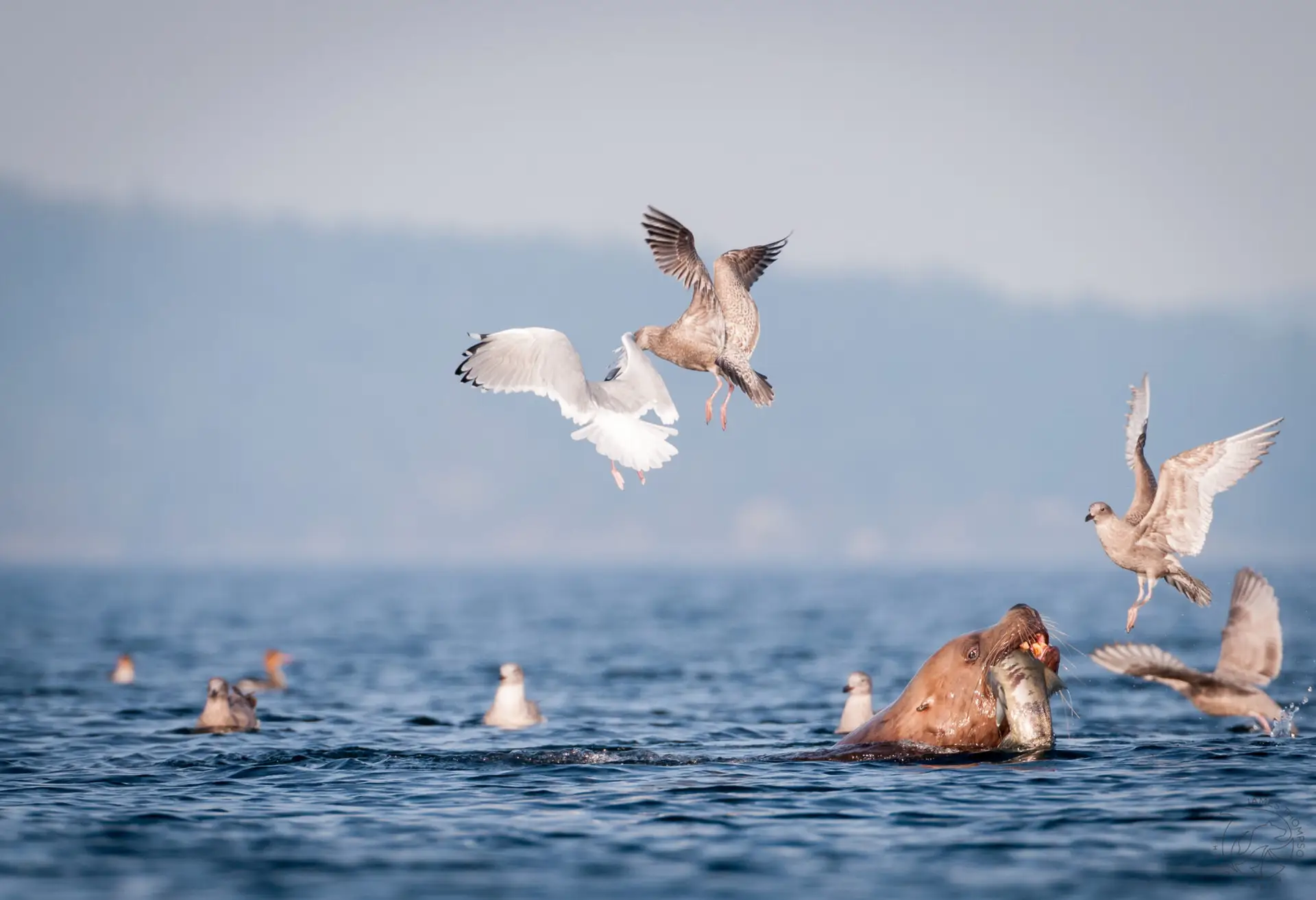 Sea Lion, Salmon, Gulls | Credit: James Thompson Photography