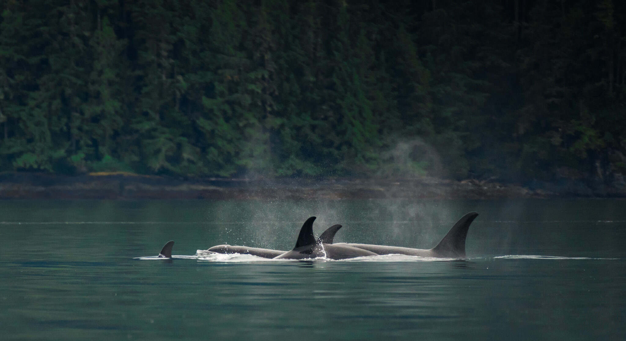Salmon-Eating Orcas | Credit: James Thompson Photography