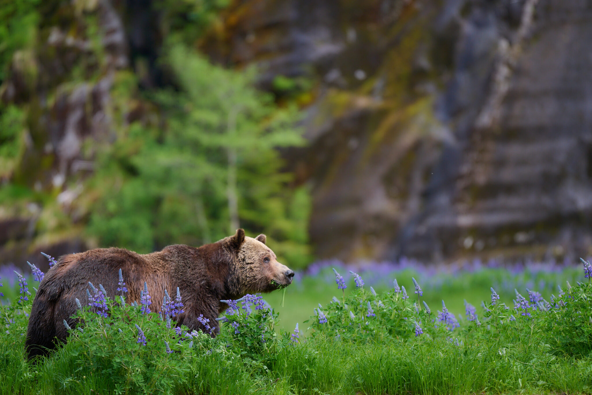 Spring in the Great Bear | Credit: Michael Wieser