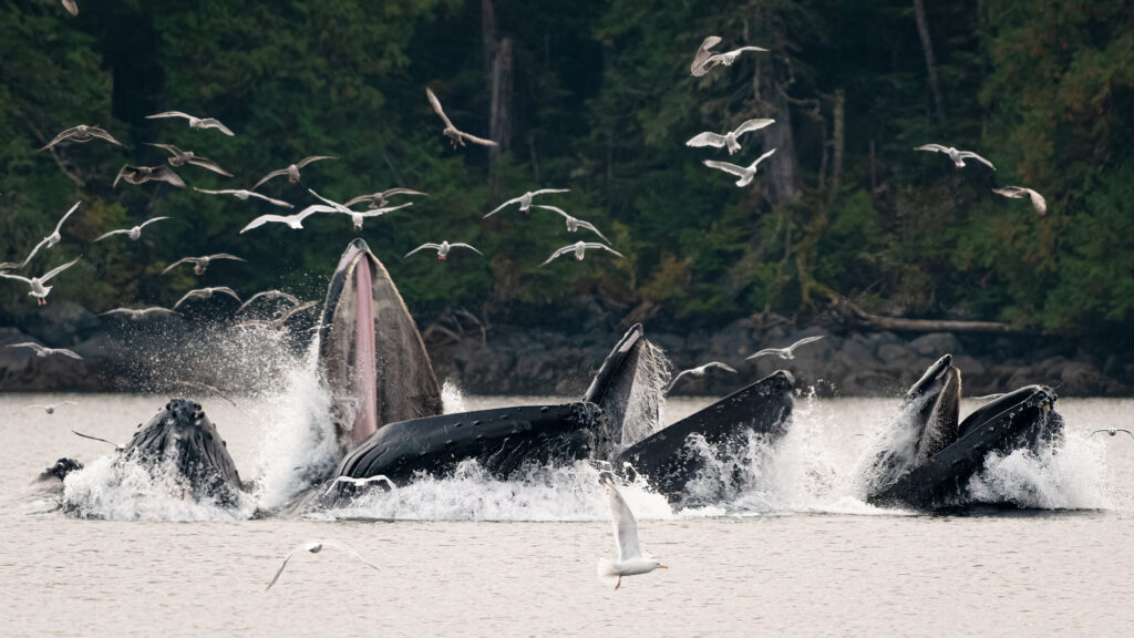 James Thompson Photography Humpbacks Bubble Feed Lunge