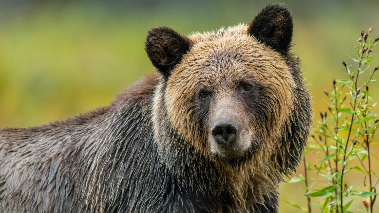 A brown bear in the rain