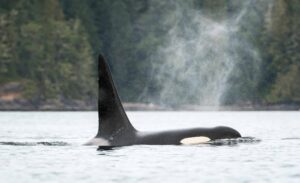 A killer whale surfaces to breathe