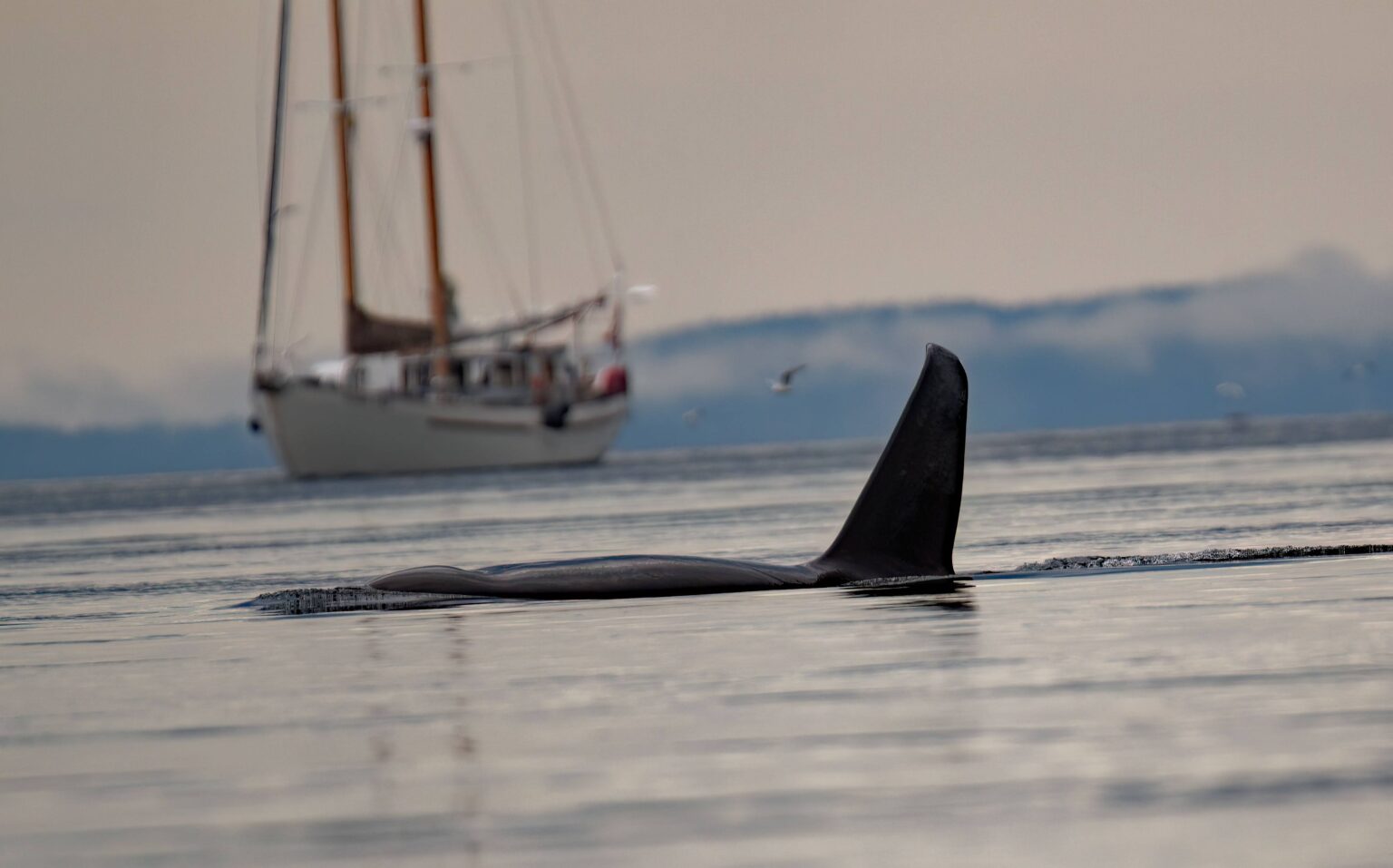 Killer whale fin crosses in front of an expedition sailing vessel