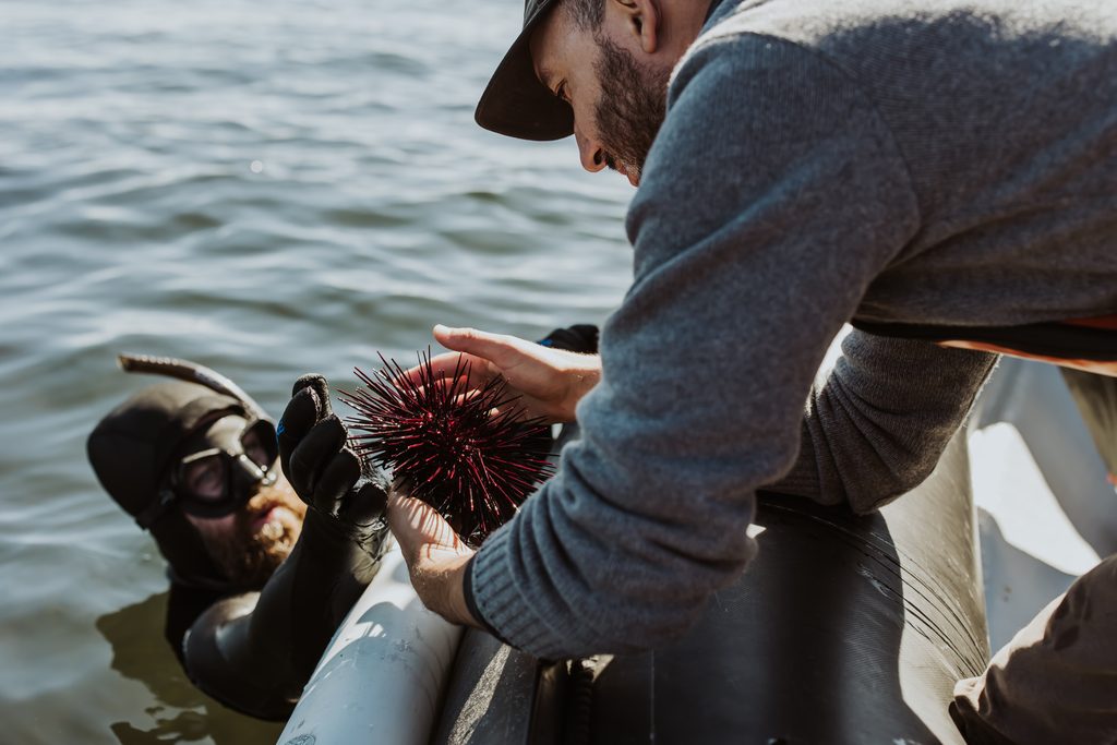 Outer Shores crew bring up a sea urchin for guests to get a closer loo